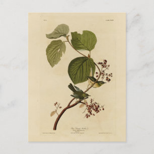 Pine Swamp Warbler uit Audubon's Birds of America Briefkaart