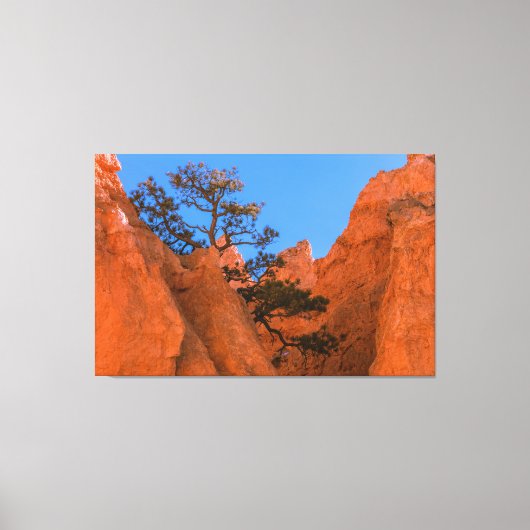 Pine Tree In Hoodoos Canvas Afdruk (Voorkant)