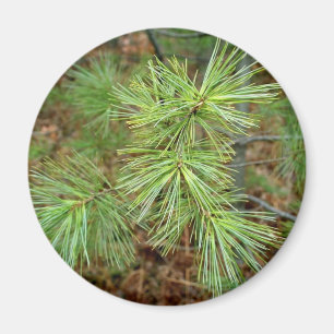 Pine Tree magnet Magneet