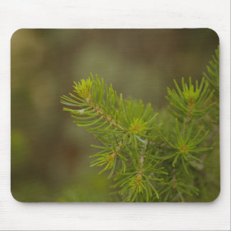 Pine Tree-Muismat Muismat