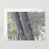 Pine Trees Briefkaart (Voorkant / Achterkant)