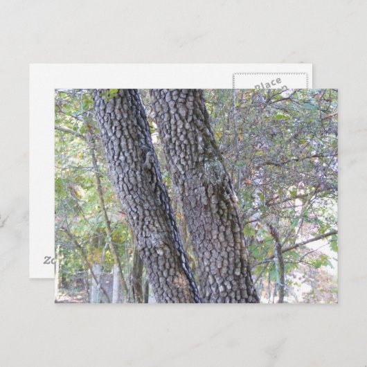 Pine Trees Briefkaart (Voorkant / Achterkant)