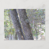 Pine Trees Briefkaart (Voorkant)