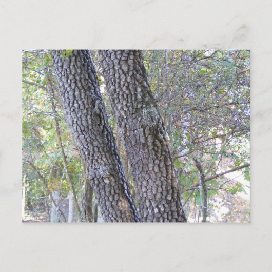 Pine Trees Briefkaart (Voorkant)