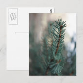 Pine Trees Briefkaart (Voorkant / Achterkant)