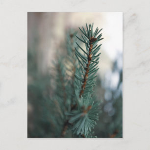 Pine Trees Briefkaart