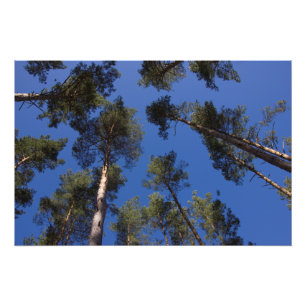 Pine Trees CC0278 Foto afdrukken (27 inch, 68 cm) Afdruk
