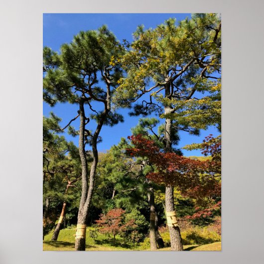 Pine Trees in het najaar van de hemel Poster (Voorkant)
