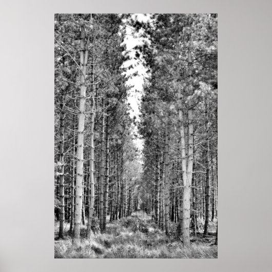 Pine Trees Poster (Voorkant)