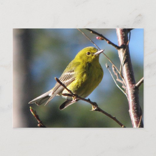 Pine Warbler in Cherry Briefkaart (Voorkant)