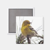 Pine Warbler Magnet Magneet (Voorkant / Achterkant)
