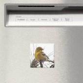 Pine Warbler Magnet Magneet (Insitu (Vaatwasser))