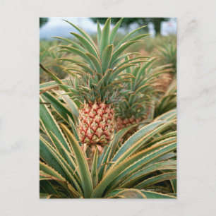 Pineappelveld Briefkaart