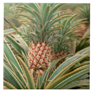 Pineappelveld Tegeltje