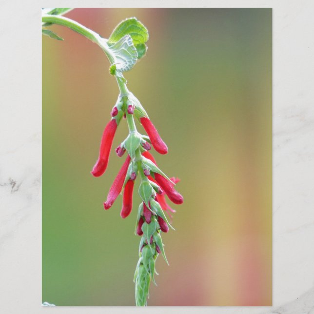 Pineapple Sage Bloom (Voorkant)