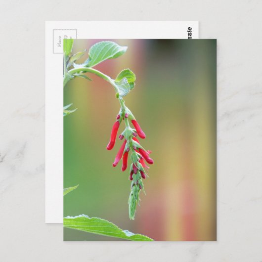 Pineapple Sage Bloom Briefkaart (Voorkant / Achterkant)