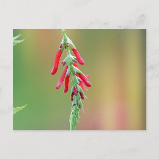 Pineapple Sage Bloom Briefkaart (Voorkant)