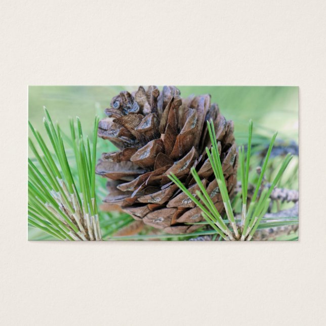 Pinecone (Devant)