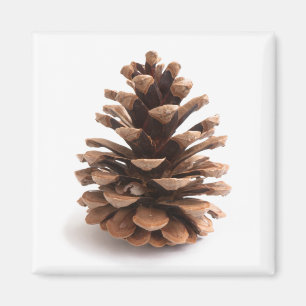 Pinecone Magneet