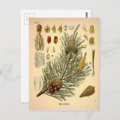 Pinecone Pine Tree  Botanisch afdrukken Briefkaart (Voorkant / Achterkant)