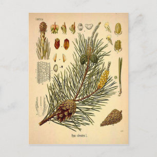 Pinecone Pine Tree  Botanisch afdrukken Briefkaart