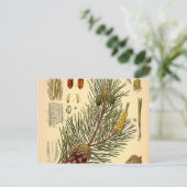 Pinecone Pine Tree  Botanisch afdrukken Briefkaart (Staand voorkant)