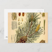 Pinecone Pine Tree  Botanisch afdrukken Briefkaart (Voorkant / Achterkant)