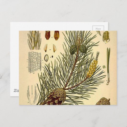Pinecone Pine Tree  Botanisch afdrukken Briefkaart (Voorkant / Achterkant)