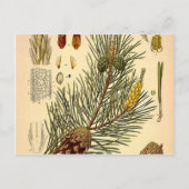 Pinecone Pine Tree  Botanisch afdrukken Briefkaart (Voorkant)