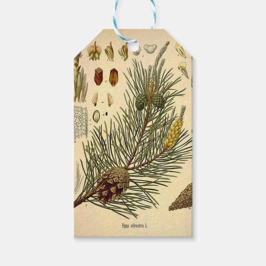 Pinecone Pine Tree Botanisch afdrukken Cadeaulabel (Voorkant)