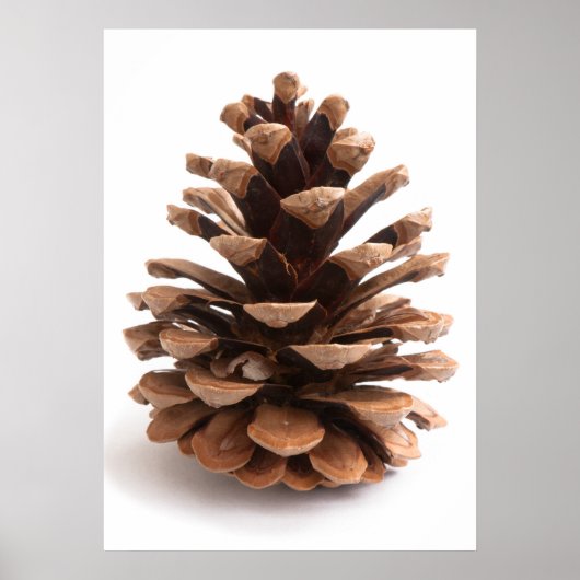 Pinecone Poster (Voorkant)