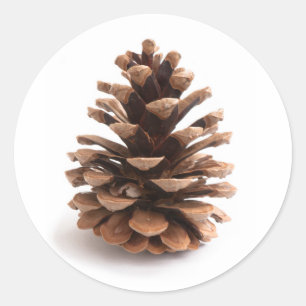 Pinecone Ronde Sticker