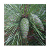 Pinecone Small Square Tile Tegeltje (Voorkant)