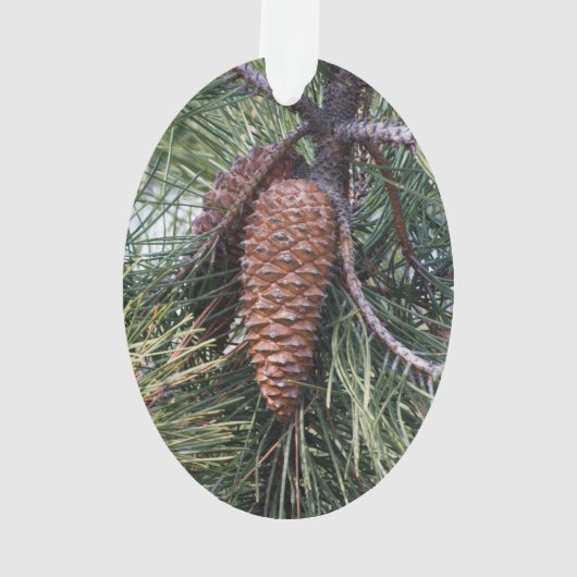Pinecone sur le pin (dos)