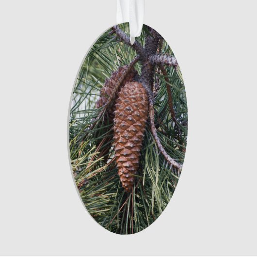 Pinecone sur le pin (devant)