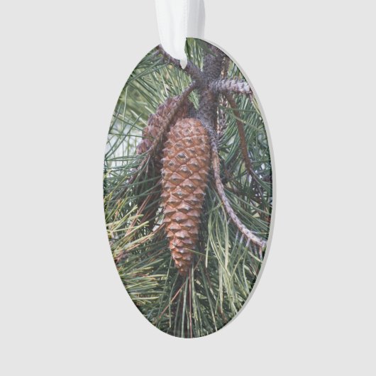 Pinecone sur le pin (devant)