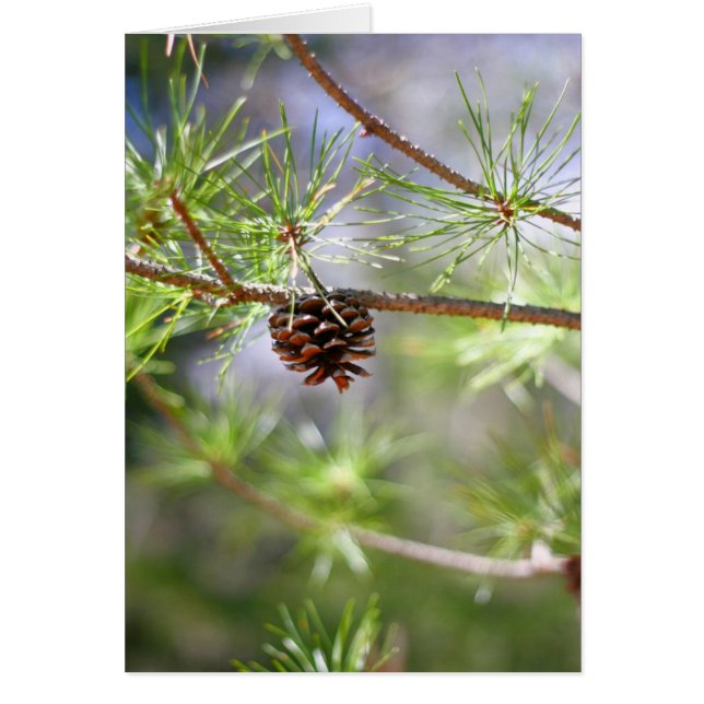 Pinecone - Vide (Devant)