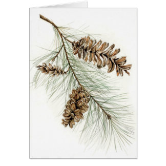 Pinecones