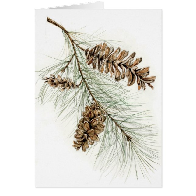 Pinecones (Devant)