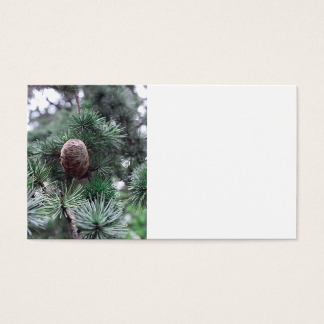 Pinecones (Devant)