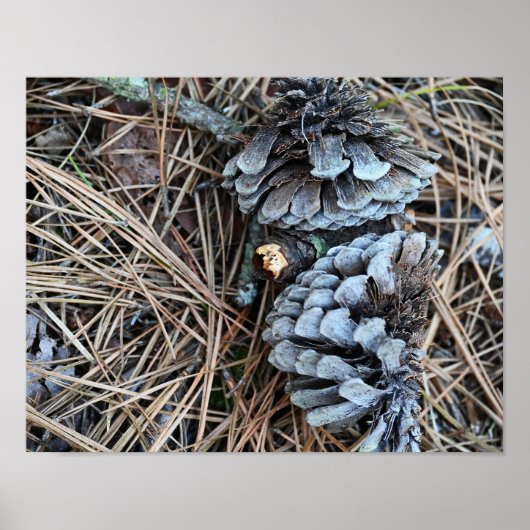 Pinecones foto Poster (Voorkant)