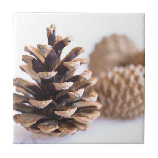 Pinecones Tegeltje (Voorkant)