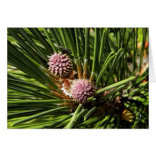 Pinefer