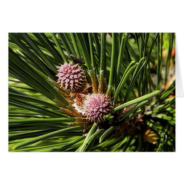 Pineflower (Voorkant Horizontaal)