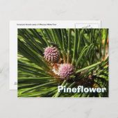 Pineflower Briefkaart (Voorkant / Achterkant)