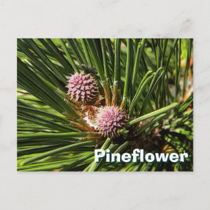 Pineflower Briefkaart