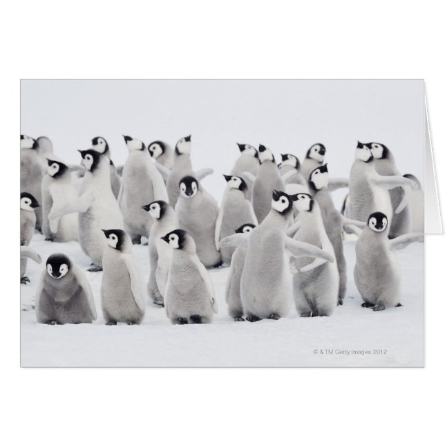 Pingouin (Devant horizontal)