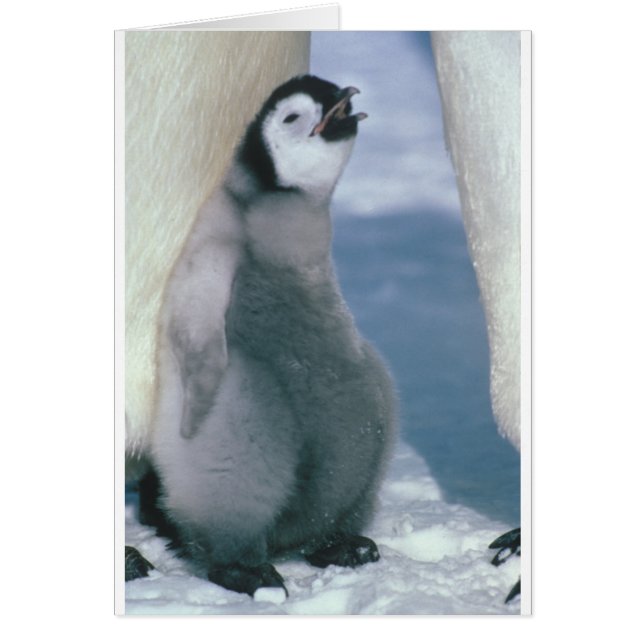 Pingouin (Devant)