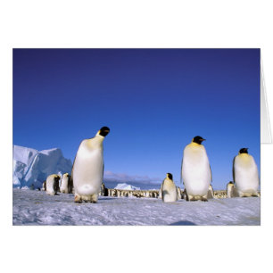 Pingouin Antarctique, péninsule Antarctique