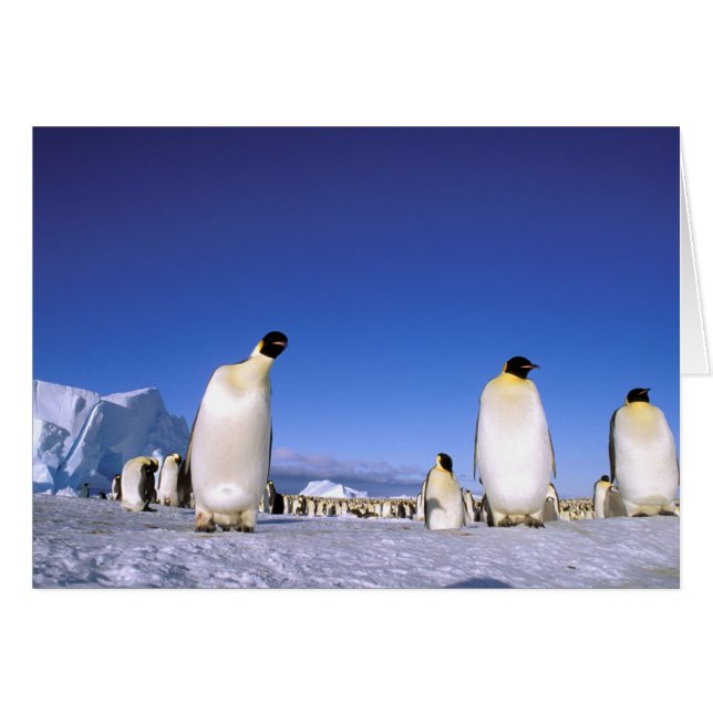 Pingouin | Antarctique, péninsule Antarctique (Devant horizontal)